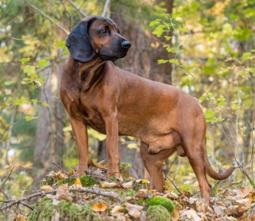 Bavarian Mountain Scent Hound